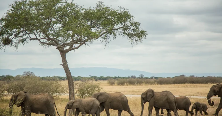 destinos-aventura_en_tanzania